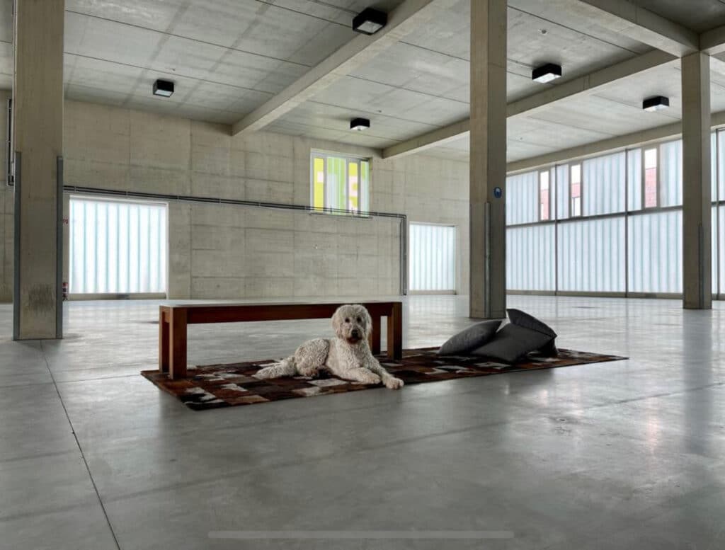 Ein weißer Hund liegt auf einem Teppich neben einer Bank und Kissen in einem leeren, geräumigen, modernen Betonraum mit großen Fenstern. | casaceramica